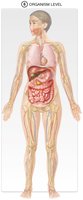 Organism level: human body