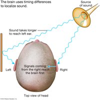 Diagram of sound localization by timing differences