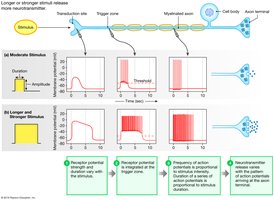 Graph of stimulus intensity and action potential frequency