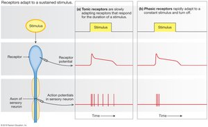 Graph of tonic and phasic receptor adaptation