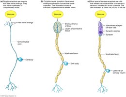 Diagram of neural and non-neural sensory receptors