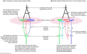 Diagram of receptive field convergence and two-point discrimination