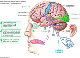Diagram of sensory pathways to the brain