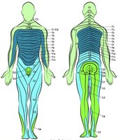 Dermatome map of the human body