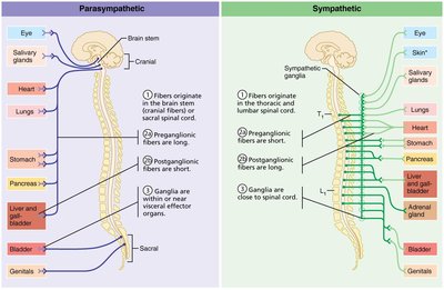 Parasympathetic vs Sympathetic division pathways