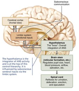 Hypothalamic control of ANS