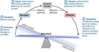 Diagram of homeostatic control system