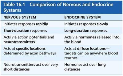Comparison of nervous and endocrine systems