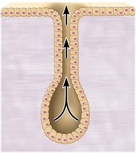 Exocrine gland structure