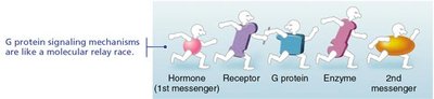 G protein signaling relay