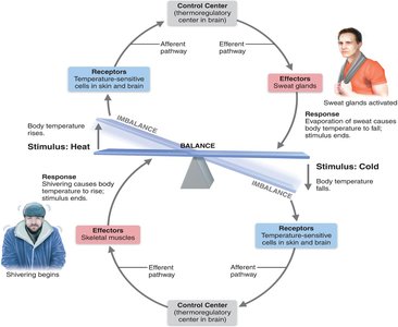 Example of temperature regulation via negative feedback