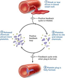 Positive feedback in platelet plug formation