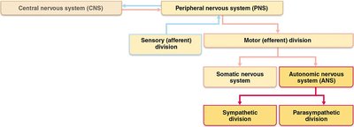Organization of the nervous system