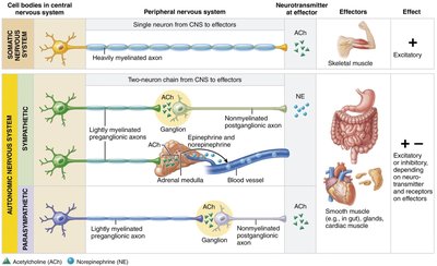 Comparison of somatic and autonomic pathways