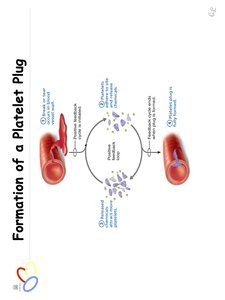 Platelet plug formation feedback loop