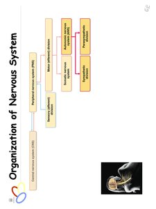 Organization of nervous system diagram