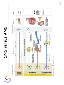 Comparison of SNS and ANS
