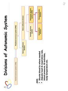 Divisions of autonomic nervous system