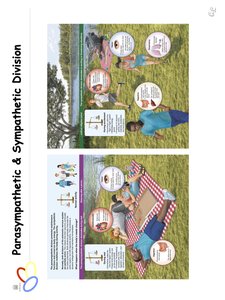 Parasympathetic and sympathetic division activities