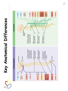 Anatomical differences between sympathetic and parasympathetic divisions