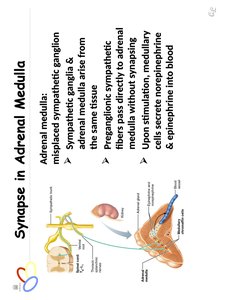Synapse in adrenal medulla