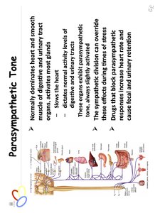 Parasympathetic tone effects