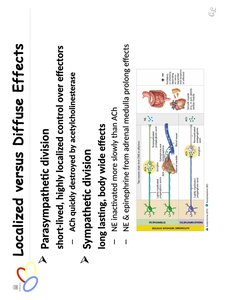 Localized vs diffuse effects of ANS divisions