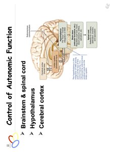 Control of autonomic function in the brain
