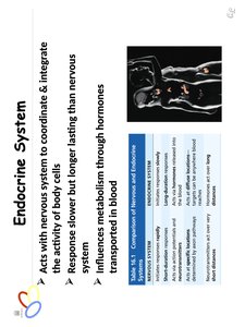 Endocrine vs exocrine glands