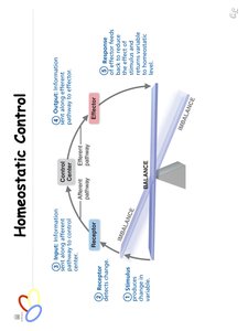 Diagram of homeostatic control system