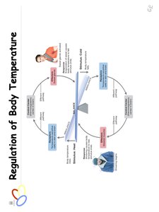 Regulation of body temperature feedback loop