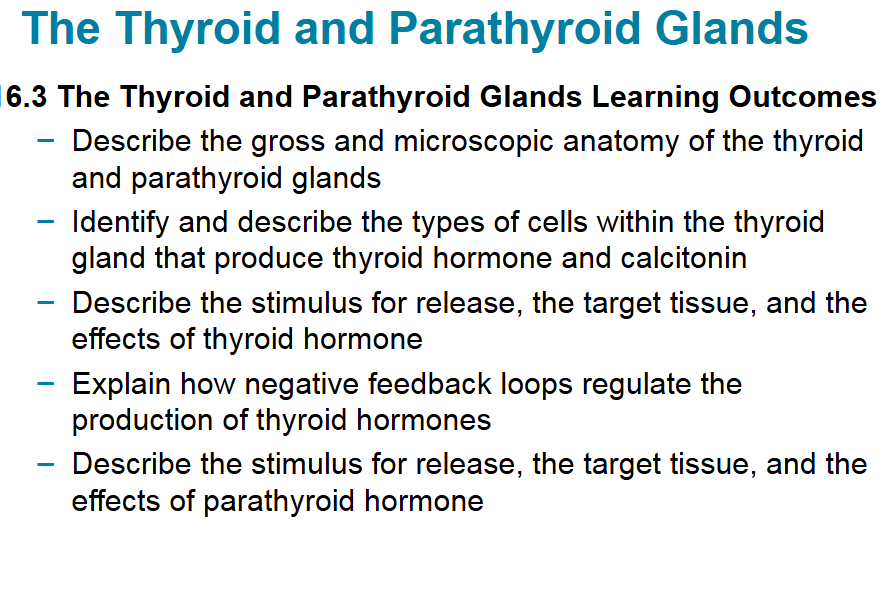 Learning outcomes for the thyroid and parathyroid glands