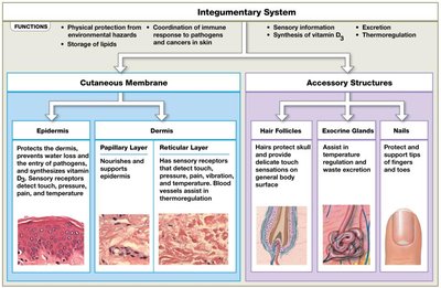 Summary table of integumentary system functions and components