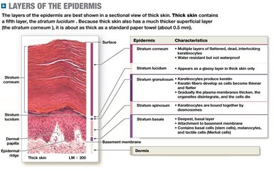 Layers of the epidermis in thick skin