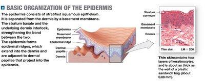 Epidermal ridges and fingerprint pattern