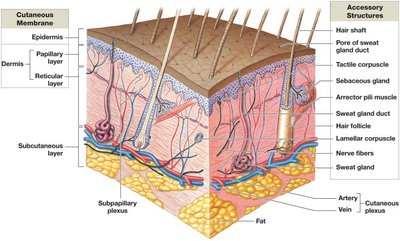 Diagram of skin layers and accessory structures