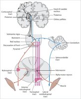Diagram of indirect (extrapyramidal) motor pathways