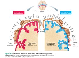 Diagram of motor and sensory homunculus