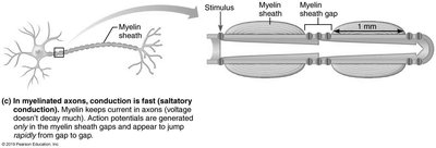 Anatomy & Physiology Study Guide: Neurophysiology Essentials | Notes