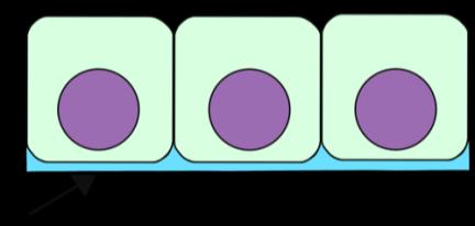 Simple cuboidal epithelium diagram
