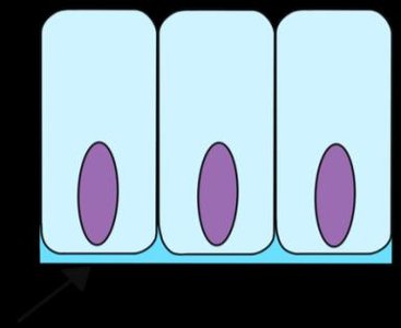 Simple columnar epithelium diagram