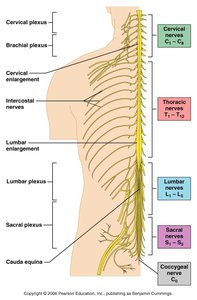 Gross anatomy of the adult spinal cord and cross sections