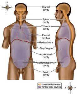 Diagram of dorsal and ventral body cavities