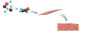 Levels of structural organization: atoms to tissue