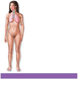 Lymphatic system