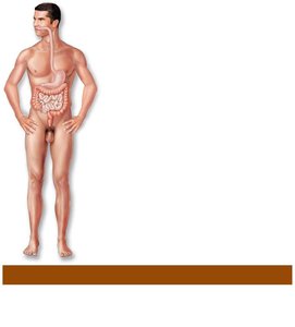 Respiratory system
