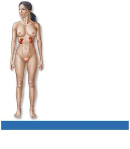 Digestive system