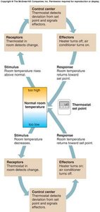 Negative feedback: thermostat example