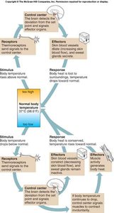 Negative feedback: body temperature regulation
