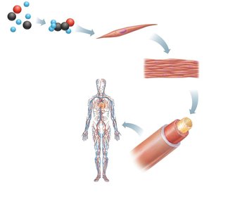 Levels of structural organization: atoms to organ system